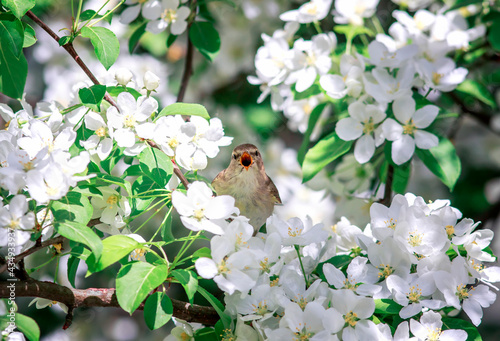 spring background with bird sitting on branches a May apple tree with white f...