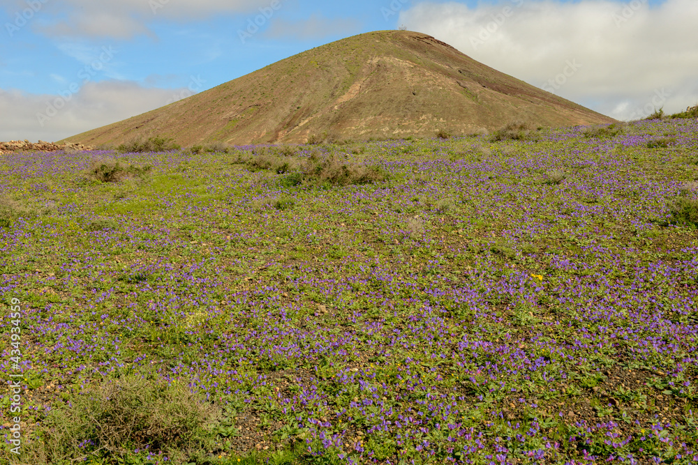 Fototapeta premium Landscape on canary island of Lanzarote, Spain