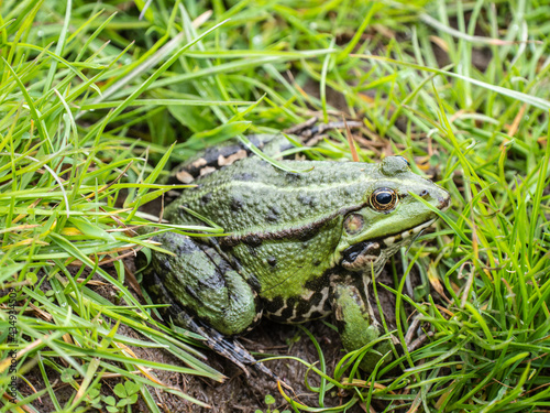 Marsh frog