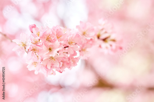 Nature scene of beautiful pink cherry blossom flower sakura on a sunny day in spring  easter time  soft-selective focus on abstract blurred background art.