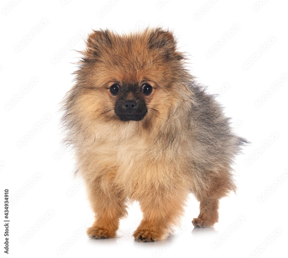 puppy pomeranian in studio