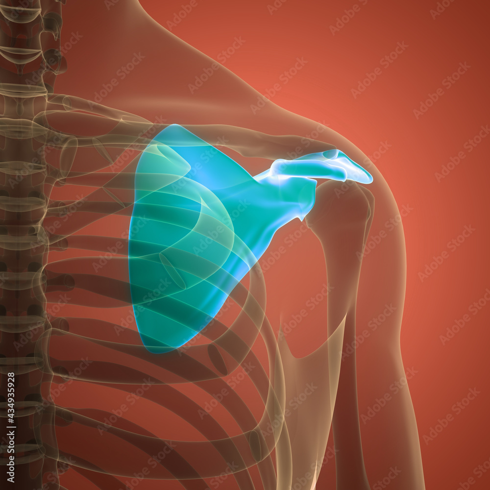 Human Skeleton System Scapula Bone Joints Anatomy Stock Illustration