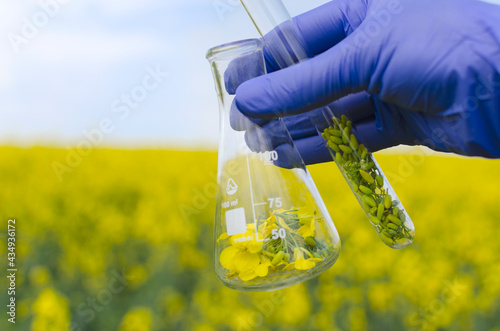 Closeup of laboratory glassware and an expert wearing blue gloves against canola field.Concept of quaility inspectation photo