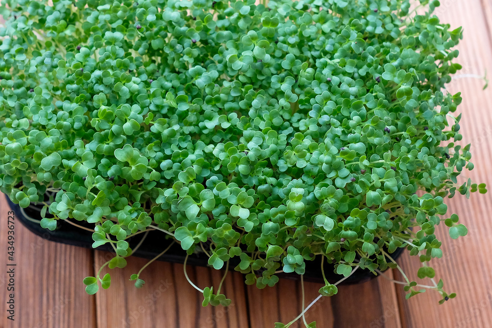 Microgreens, top view. Young sprouts of cabbage Microgreens, top view. Young sprouts of cabbage