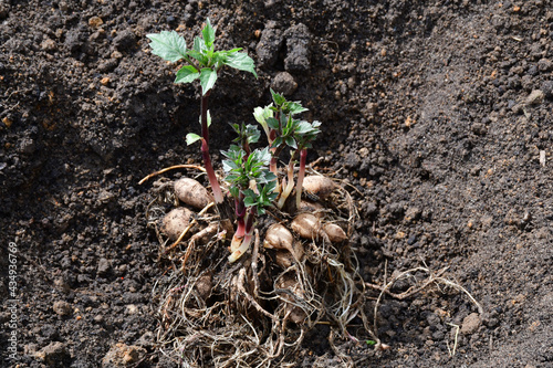 Tubers with young green dahlia shoots lie on the ground before planting.
