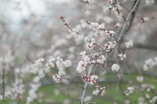 blooming apricot blooms and pleases everyone around