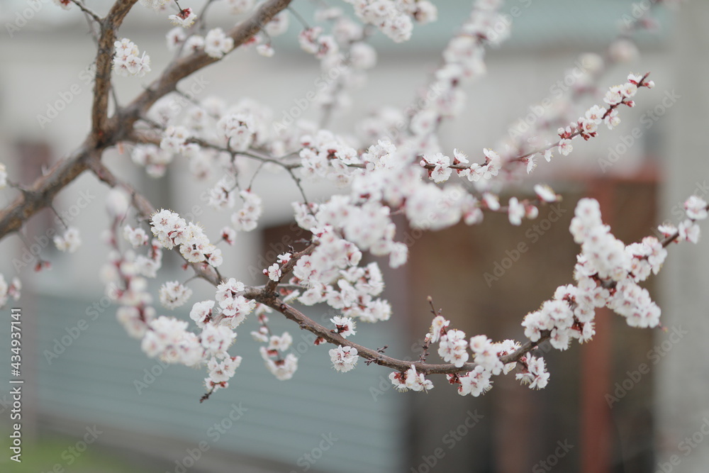 blooming apricot blooms and pleases everyone around blooming apricot blooms and pleases everyone around