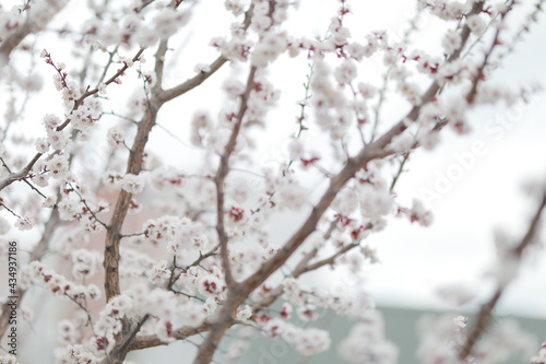 blooming apricot blooms and pleases everyone around © Ванжа Юрий