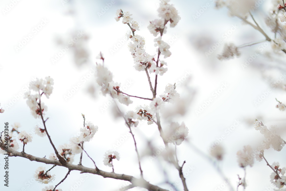 blooming apricot blooms and pleases everyone around