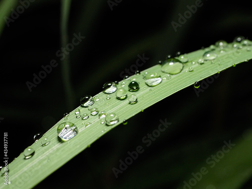 The Rain on lemongrass leaves