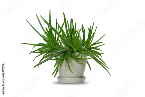 Indoor ornamental plant