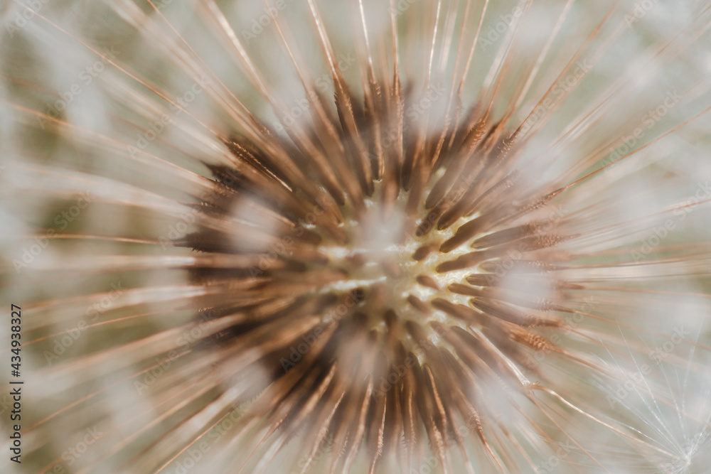 Obraz premium close up of seeds of a dandelion