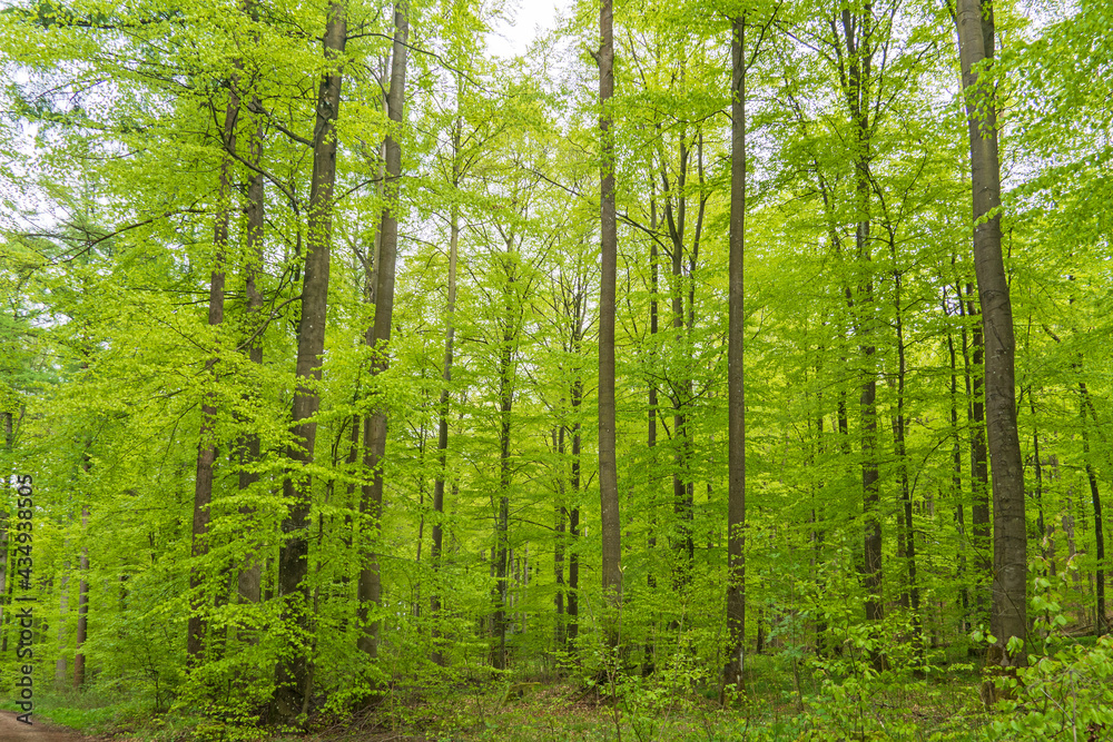 Wald im Nationalpark Eifel Wald im Nationalpark Eifel