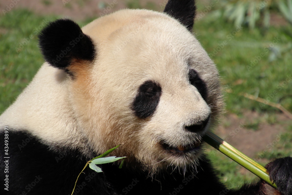 Fototapeta premium Yummy panda