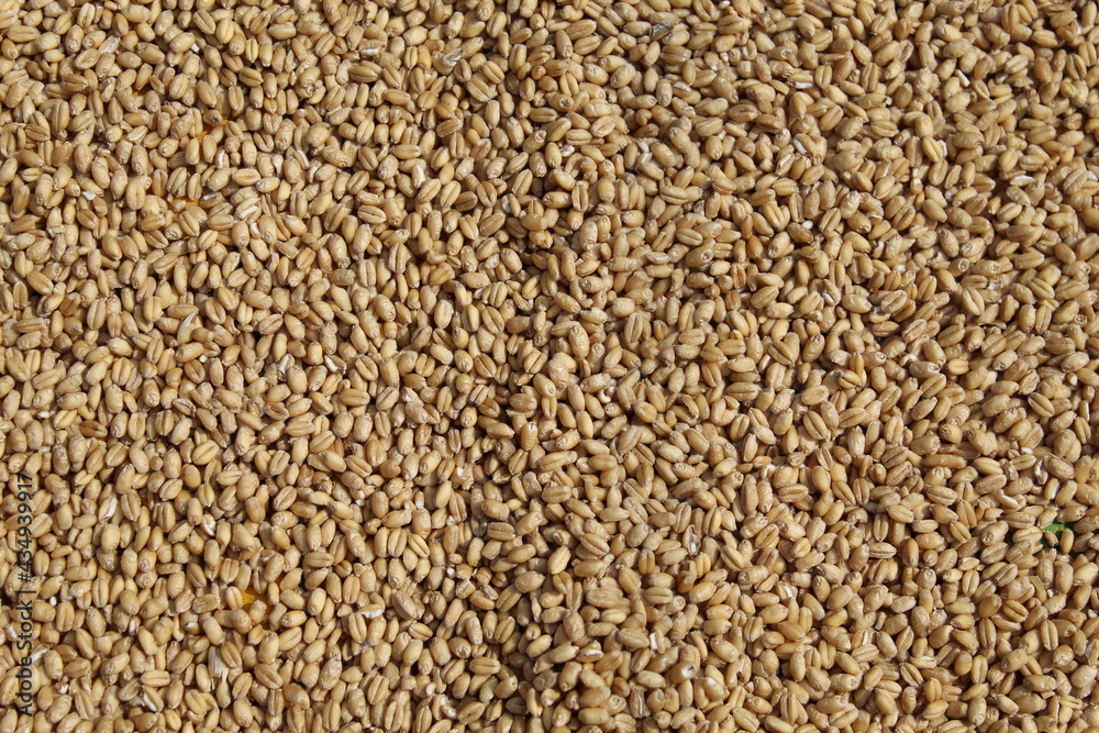 texture of Wheat texture of Wheat
