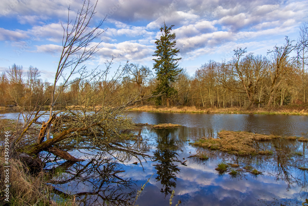 Pine tree reflection at Billy Frank Jr. Nisqually National Wildlife Refuge Pine tree reflection at Billy Frank Jr. Nisqually National Wildlife Refuge