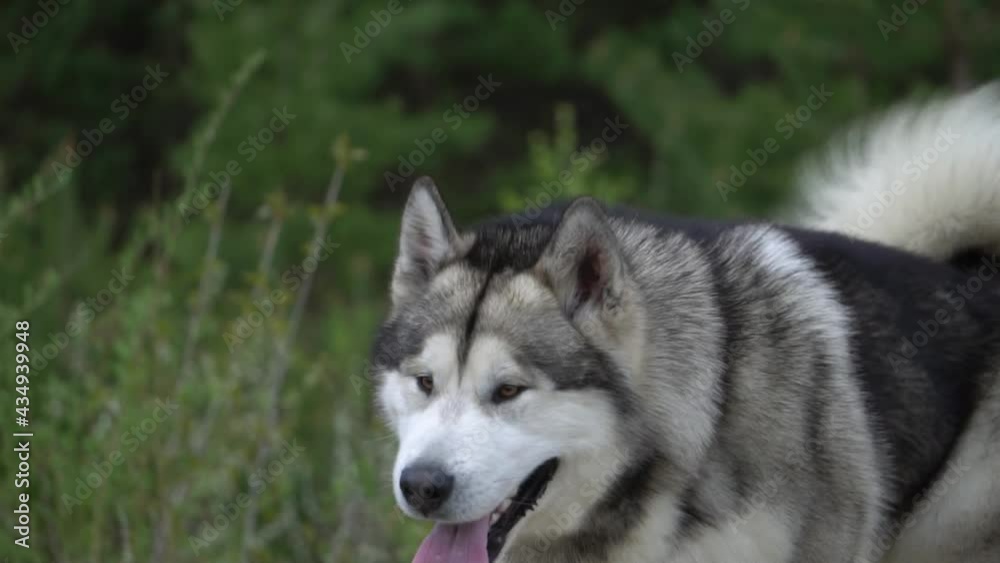 malamute on a walk, slow motion malamute on a walk, slow motion