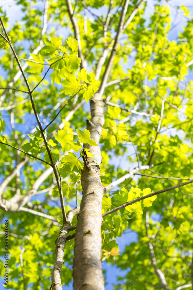 Trees with bright green leaves on a sunny day Trees with bright green leaves on a sunny day