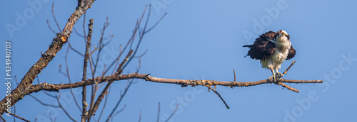 Female osprey on a dead branch