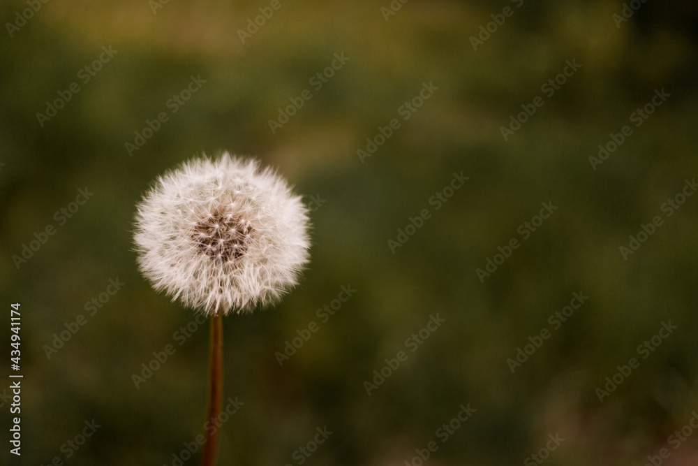 dandelion head