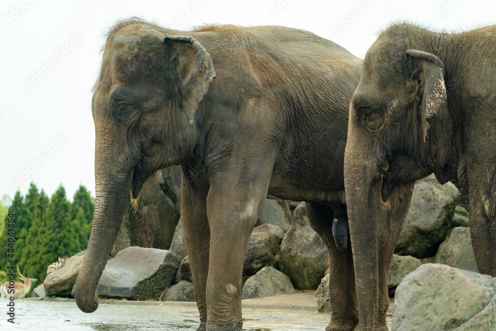 Fototapeta premium アジアゾウ