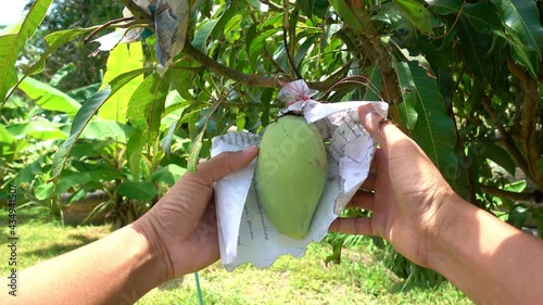 Gardener man check mango fruit in the garden,Mango trees growing in a field in Thailand, big mango fruit hanging on tree with natural background photo