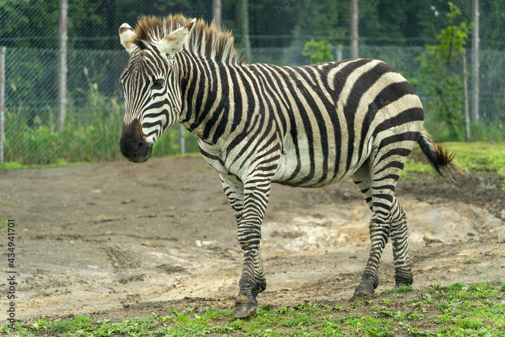 シマウマ