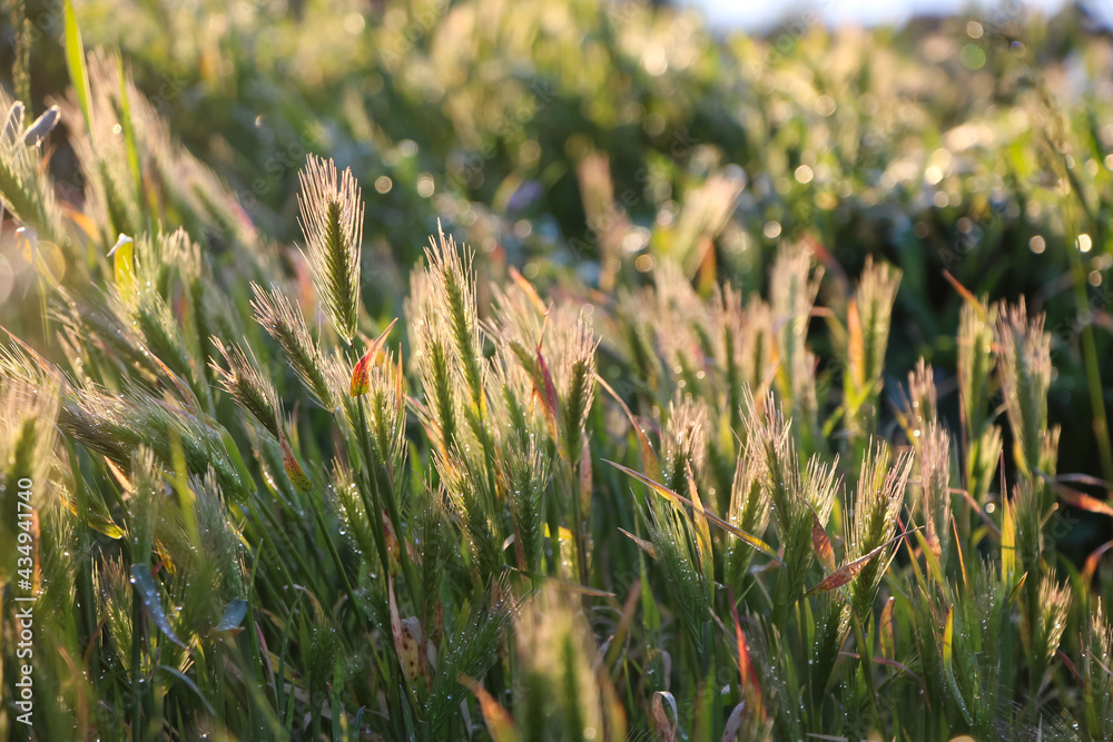 Macro photography of green spikelets (cereals) in counter light at sunset for background Macro photography of green spikelets (cereals) in counter light at sunset for background
