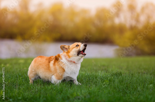corgi dog on the green the grass barks menacingly opening its mouth and showing sharp teeth