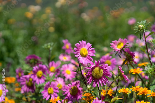 field of flowers