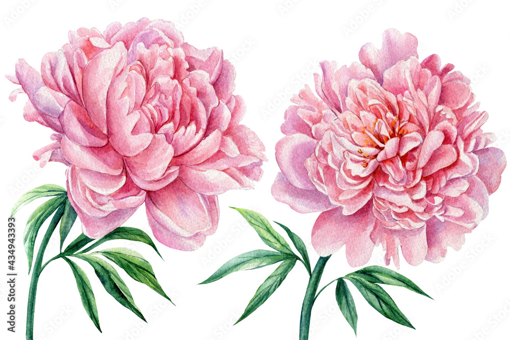 Pink peonies. Delicate summer flowers, watercolor illustrations. Set of floral elements design. Pink peonies. Delicate summer flowers, watercolor illustrations. Set of floral elements design.