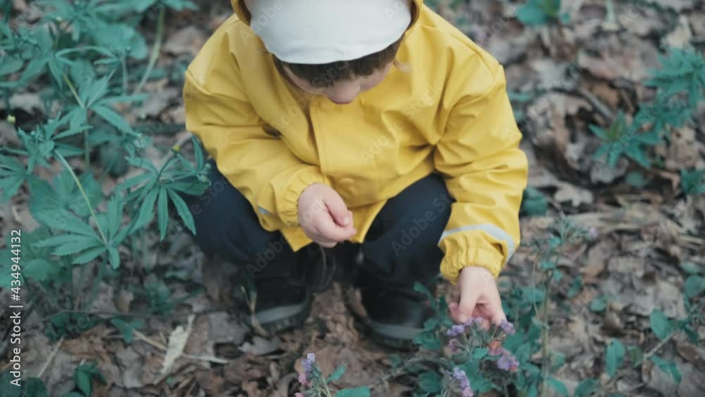 Small cute child in a yellow hooded raincoat and a white hat is plucking early spring flowers of Pulmonaria obscura in the forest. The concept of a happy childhood and nature walks Small cute child in a yellow hooded raincoat and a white hat is plucking early spring flowers of Pulmonaria obscura in the forest. The concept of a happy childhood and nature walks