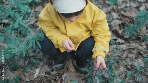Small cute child in a yellow hooded raincoat and a white hat is plucking early spring flowers of Pulmonaria obscura in the forest. The concept of a happy childhood and nature walks