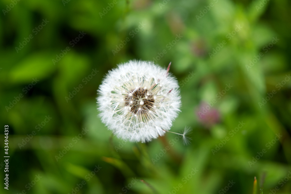 Close-up snowball flower at meadow on a rainy day. Photo taken May 21st, 2021, Zurich, Switzerland. Close-up snowball flower at meadow on a rainy day. Photo taken May 21st, 2021, Zurich, Switzerland.