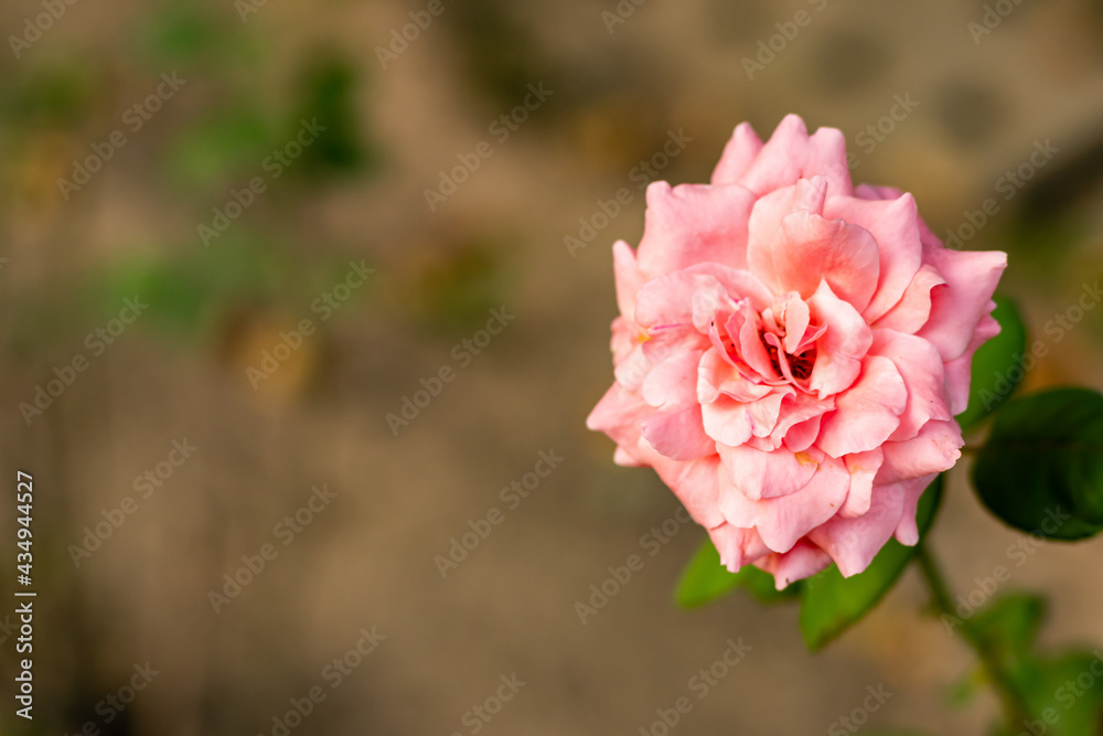 Close up of beautiful peach and pink colored rose with blurry background. freshness and valentine concept Close up of beautiful peach and pink colored rose with blurry background. freshness and valentine concept