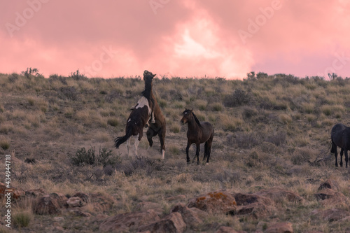 Wild Horses in a Desert Sunset in Utah