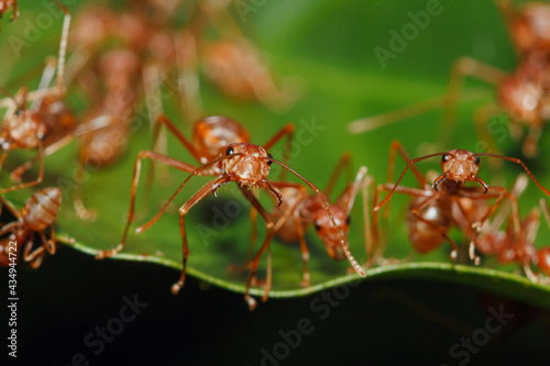 Macro photography,Red ant walk on a leaves green background  with Selective focus,close up