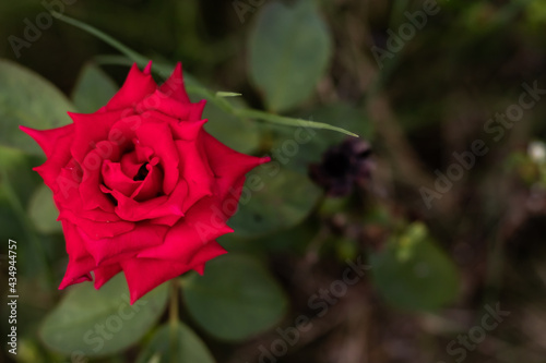 Closeup of beautiful red tea rose in garden with a copy space and soil in the background. Festive season concept