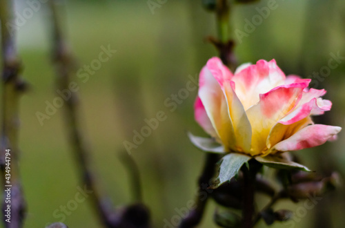 Closeup of floribunda rose in natural surrounding with yellow and pink petals and dark green background. nature concept photo