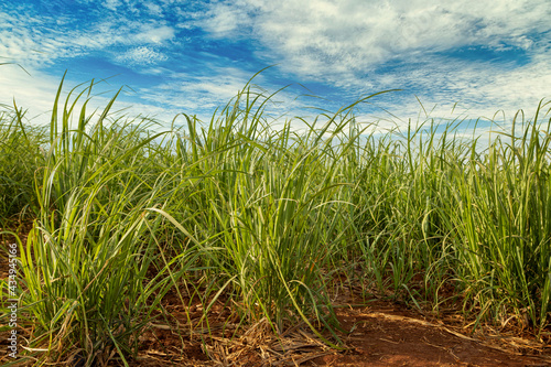 Sugar cane field on sunny day