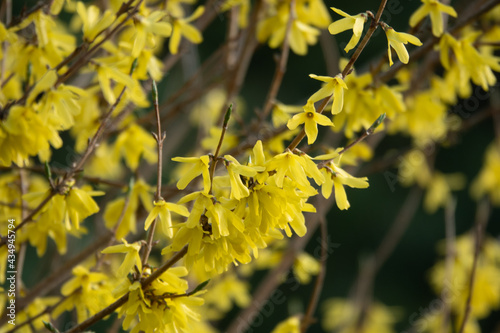 Border forsythia is an ornamental deciduous shrub of garden origin.Forsythia flowers in front of with green grass and blue sky.