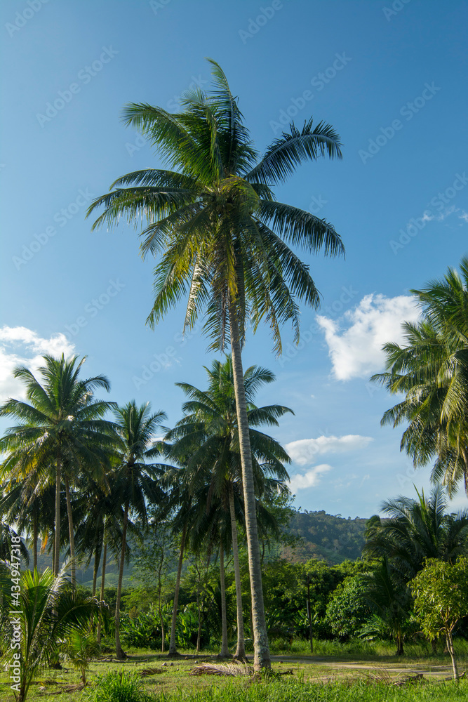 Coconut palm trees and the blue sky is a beautiful from Thailand.