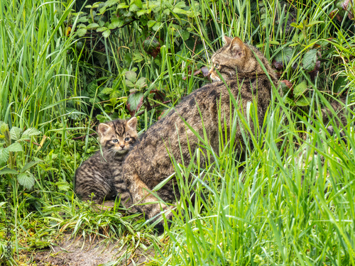 Scottish Wildcat Mother and Kitten © Stephan Morris 