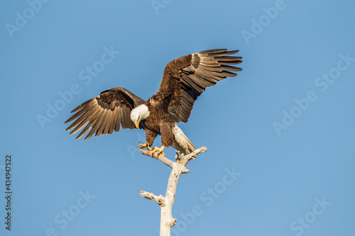 American Bald Eagle wings spread