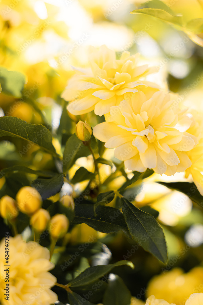 Obraz premium 木香薔薇