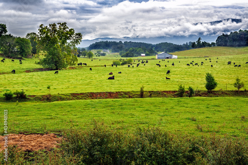 Field of black angus cows in summer scenic landscape