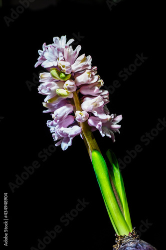 Close-up of pink hyacinth flowers at night.