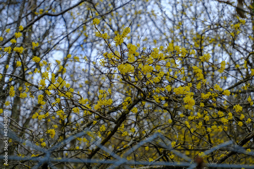 first yellow flowers on the trees behind the metal sharp fence close-up. Springtime natural background