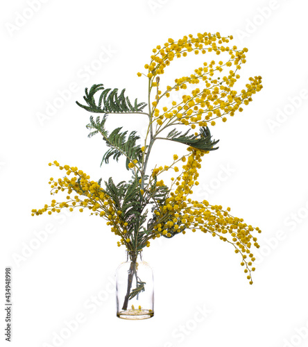 Mimosa scabrella (bracatinga) in a glass vessel with water photo