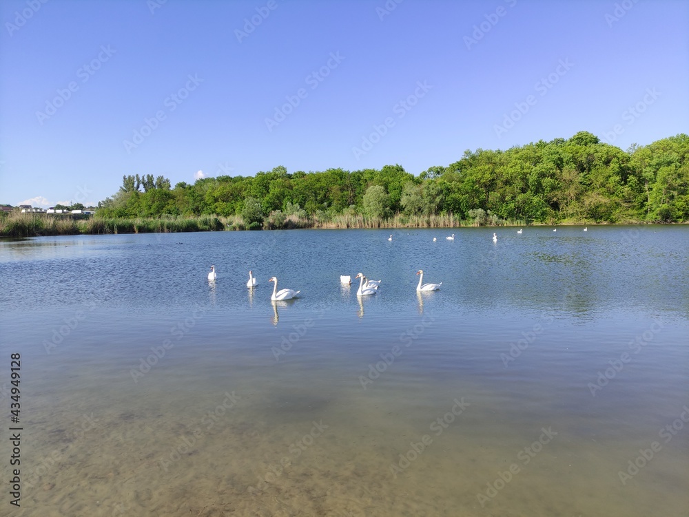 Flock of swans on the lake in summer